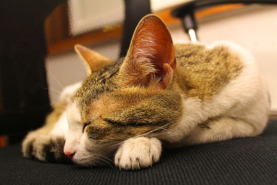 Close-up of cat sleeping at home