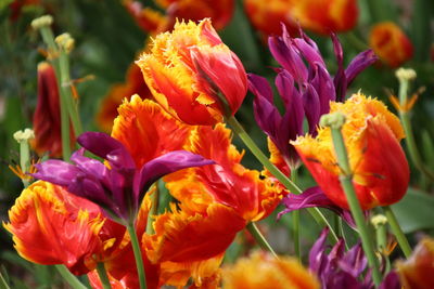 Close-up of orange flowering plants in park