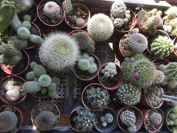 High angle view of potted mini cactuses. 