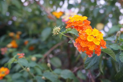 Close-up of orange marigold flower