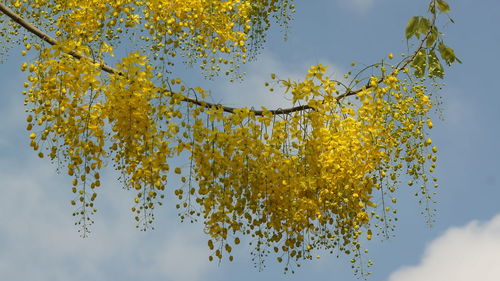 Low angle view of flowering plant against sky