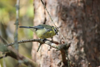 Close-up of bird perching on branch