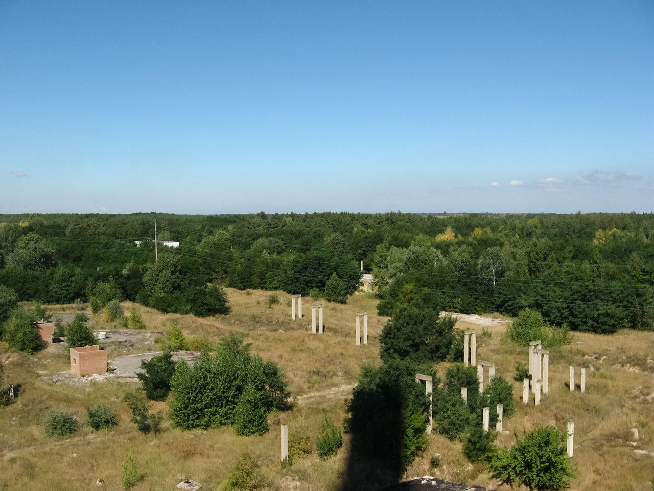 PLANTS AND TREES ON FIELD AGAINST SKY