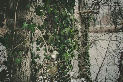 Close-up of tree trunk in forest