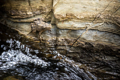 Close-up of tree trunk rock