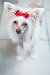 Close-up portrait of dog with red eyes
