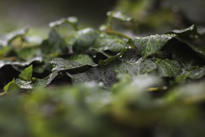 Green leaves after rain