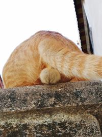 Close-up of a cat sleeping
