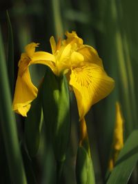 Close-up of yellow flowering plant