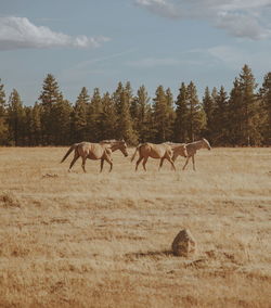 Horses grazing on field against sky