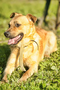 Dog looking away on field