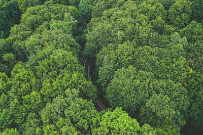 High angle view of trees in forest