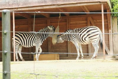 Side view of zebra grazing in zoo