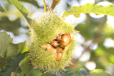 Close-up of fruit growing on tree