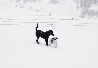 Dog on snow covered land