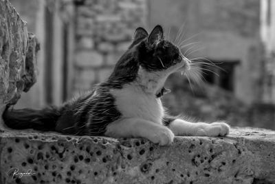 Close-up of a cat looking away