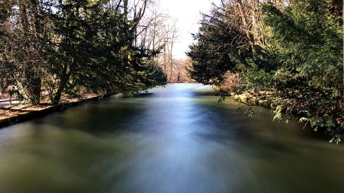 Scenic view of river amidst trees in forest against sky