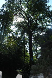 Low angle view of trees in forest