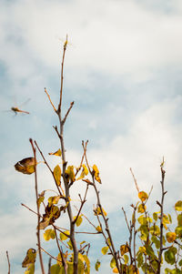 Low angle view of flowering plant against cloudy sky