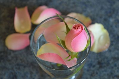 Close-up of pink rose bud in glass vase on table