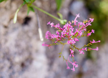 Close-up of pink cherry blossoms