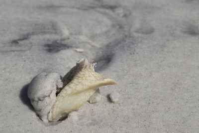 High angle view of crab on beach