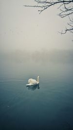 Swan swimming in lake during foggy weather