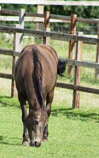 Close-up of horse grazing on field