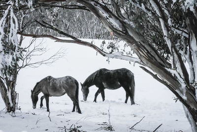 View of horses grazing in field