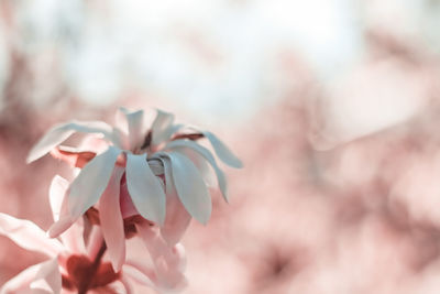 Close-up of pink flowering plant