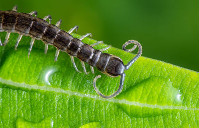 Close-up of insect on leaf