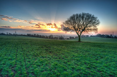 Sun shining through trees on grassy field