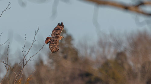 A red tailed hawk looks for its next meal