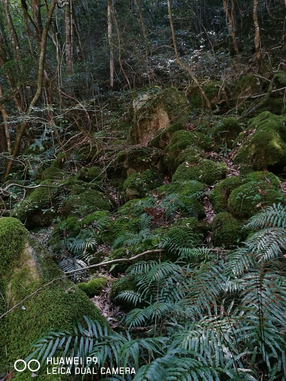 forest, woodland, tranquility, tree, tree trunk, nature, non-urban scene, tranquil scene, moss, growth, beauty in nature, scenics, plant, fern, green color, outdoors, day, lush foliage, overgrown, wilderness, rainforest, abundance, vacations, remote, woods, no people