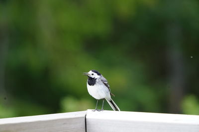 Close-up of bird perching on railing