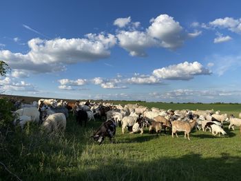 View of cows on field against sky