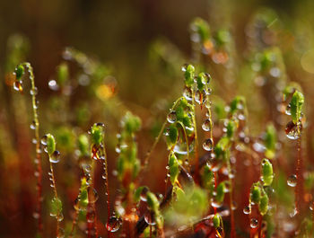 Close-up of wet moss at sunrise