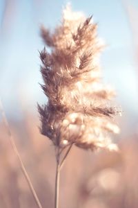 Close-up of fresh plant against sky