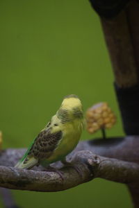 Close-up of bird perching on branch