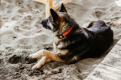 High angle view of a dog lying on sand