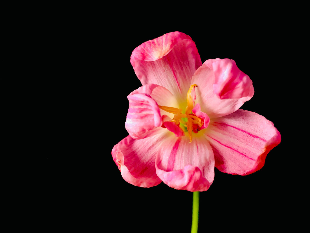 CLOSE-UP OF PINK ROSE FLOWER AGAINST BLACK BACKGROUND