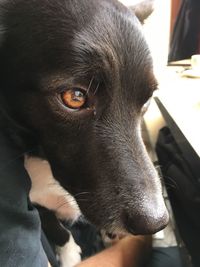 Close-up of dog looking away