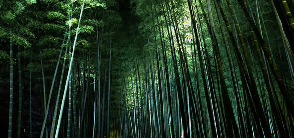 Low angle view of bamboo trees in forest