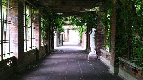 Trees in corridor