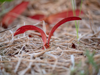 Close-up of dried plant on field