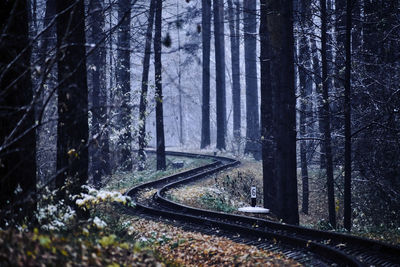 Railroad tracks amidst trees in forest