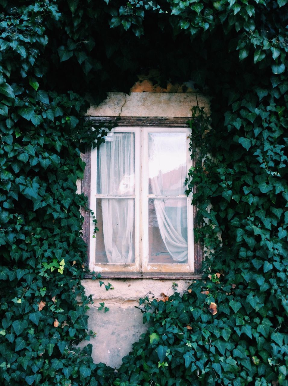 architecture, window, built structure, plant, building exterior, house, growth, ivy, closed, door, glass - material, leaf, wall - building feature, residential structure, day, nature, no people, tree, wall, potted plant