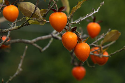 View of persimmon fruits on the tree during autumn