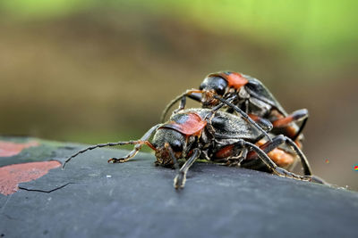 Close-up of insect