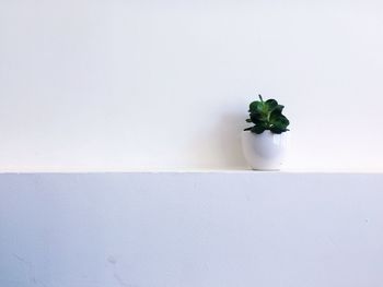 Close-up of potted plant on table